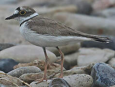 Little Ringed Plover