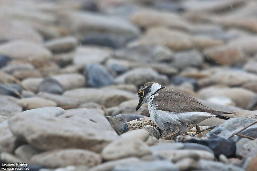 Little Ringed Plover female adult breeding, Reproduction-nesting