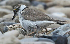 Little Ringed Plover