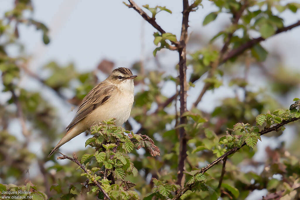 Sedge Warbler male adult breeding, identification