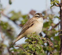 Sedge Warbler