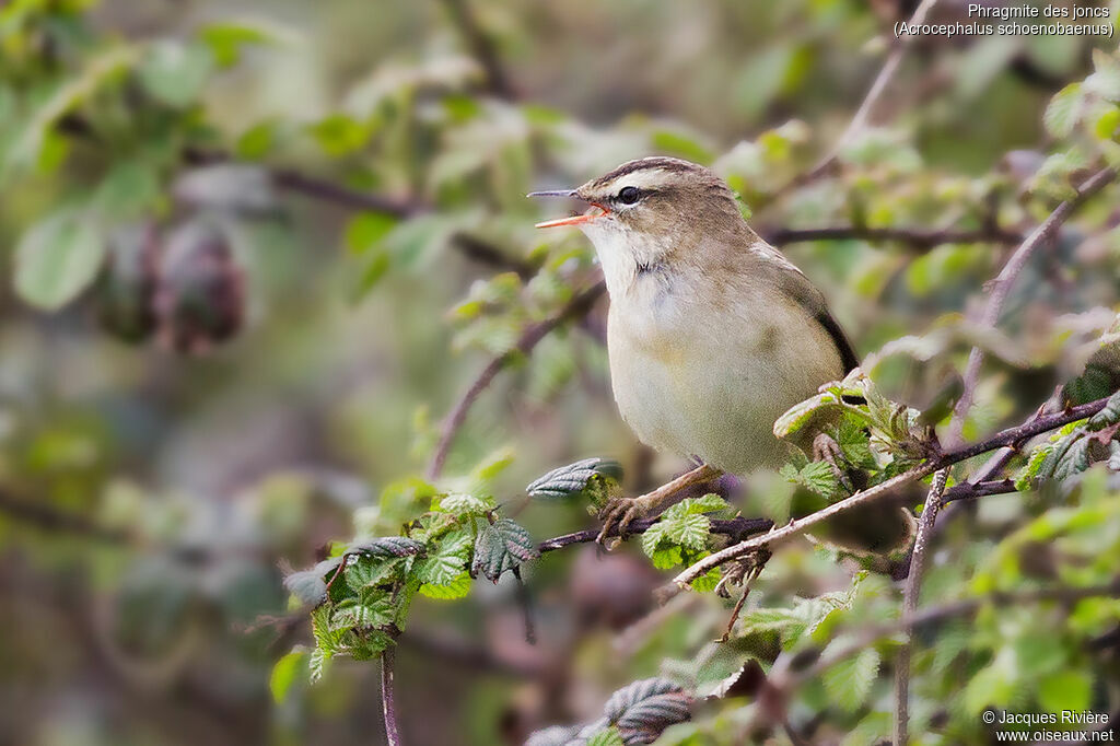 Sedge Warbler male adult breeding, identification, song