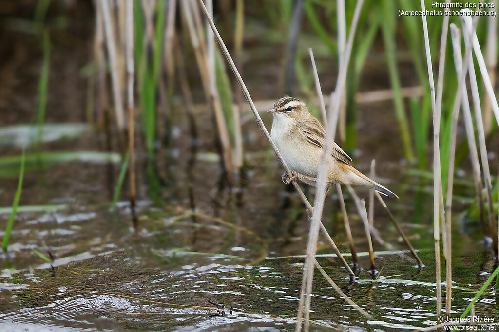 Sedge Warbleradult breeding, identification