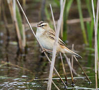 Sedge Warbler