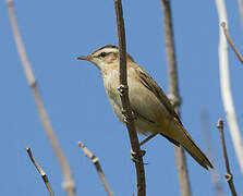 Sedge Warbler