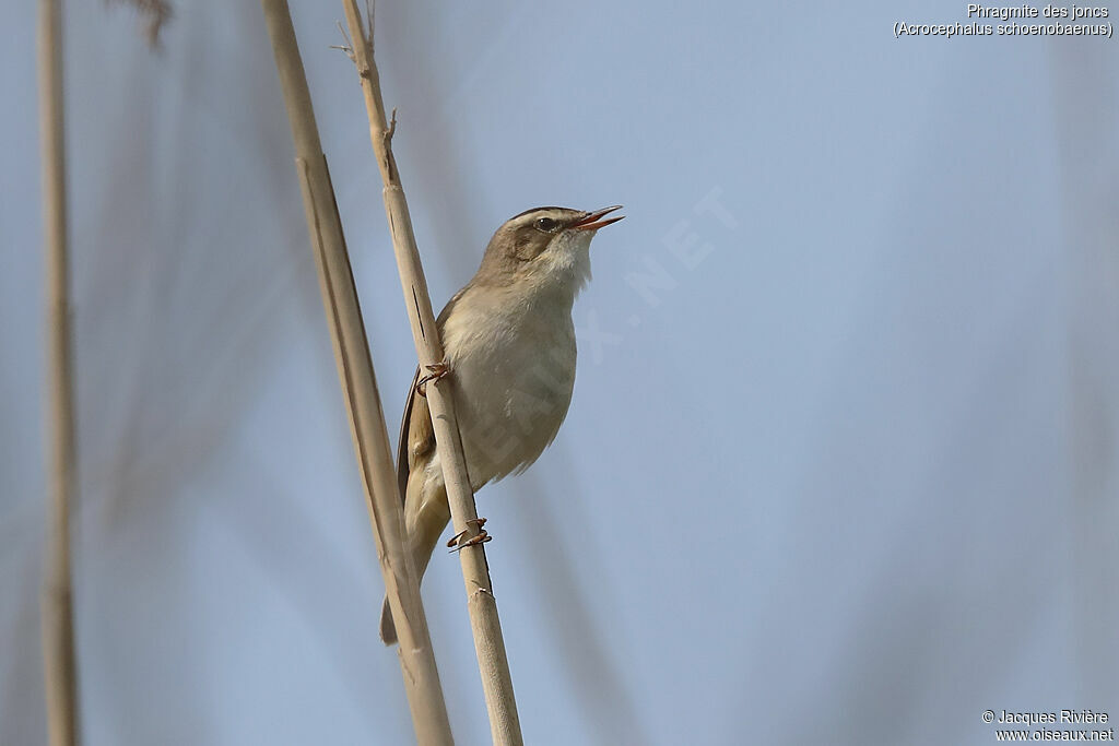 Phragmite des joncs mâle adulte nuptial, identification, chant