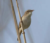 Sedge Warbler