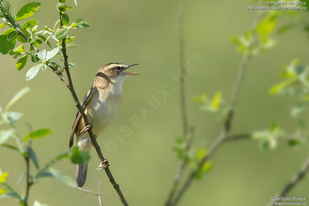 Phragmite des joncs mâle adulte nuptial, identification, chant
