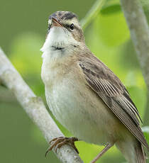 Phragmite des joncs