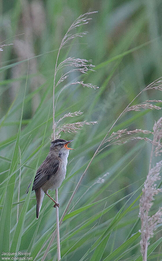 Sedge Warbler male adult breeding, habitat, song