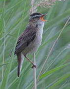 Sedge Warbler