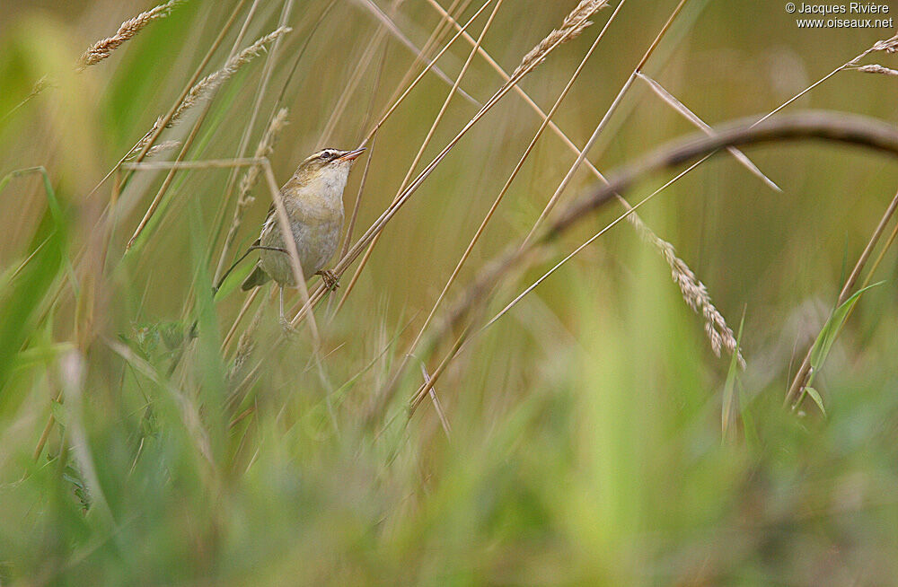 Sedge Warbleradult breeding