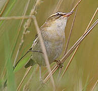 Sedge Warbler