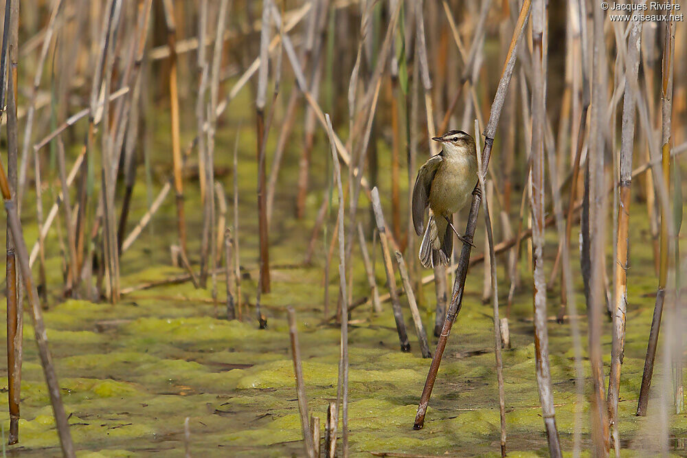 Phragmite des joncsadulte nuptial