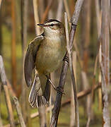 Sedge Warbler