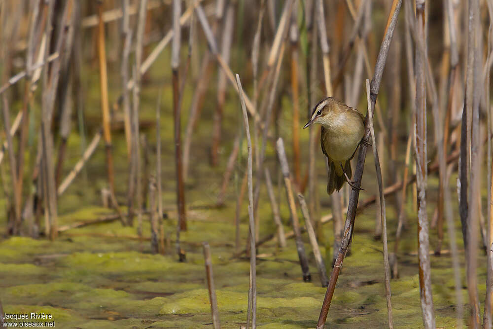 Sedge Warbleradult breeding, habitat, Behaviour