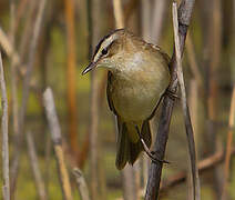 Sedge Warbler