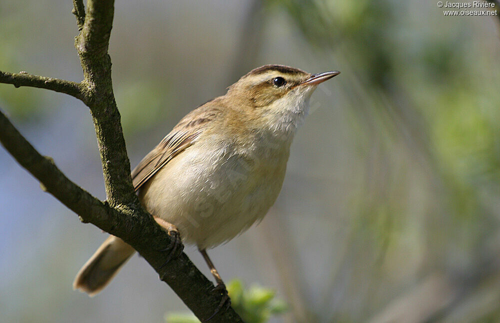 Sedge Warbler male adult breeding