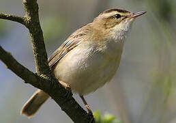 Sedge Warbler