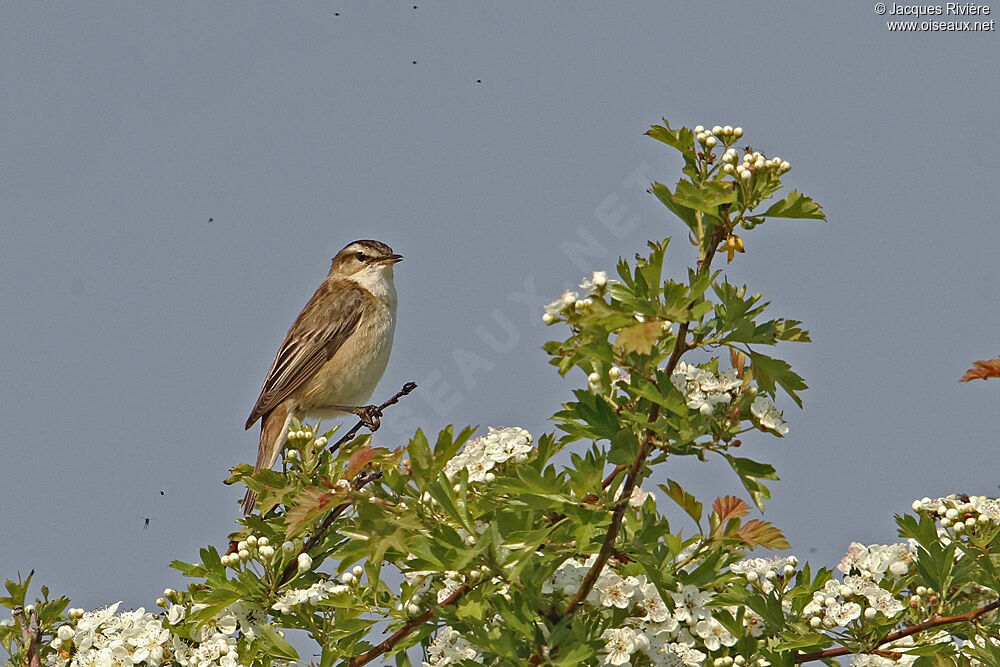 Sedge Warbler male adult breeding