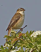 Sedge Warbler