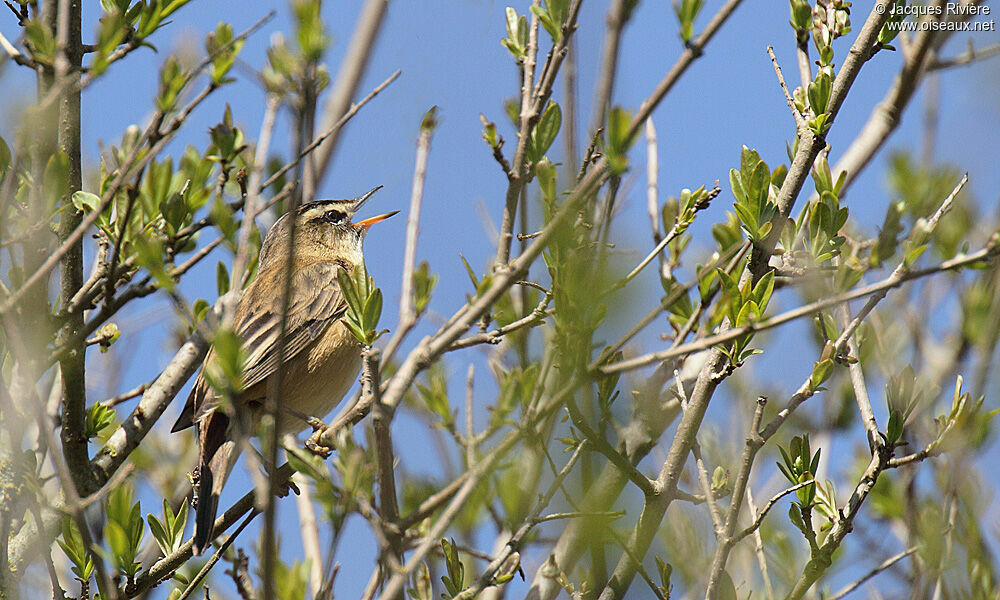 Sedge Warbler male adult breeding, song