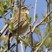 Sedge Warbler