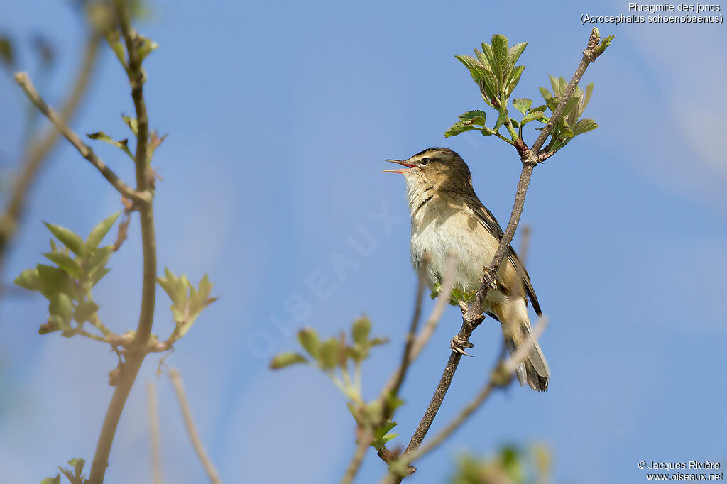 Phragmite des joncs mâle adulte nuptial, identification, chant