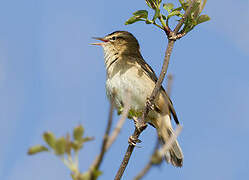 Sedge Warbler