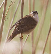 Sedge Warbler