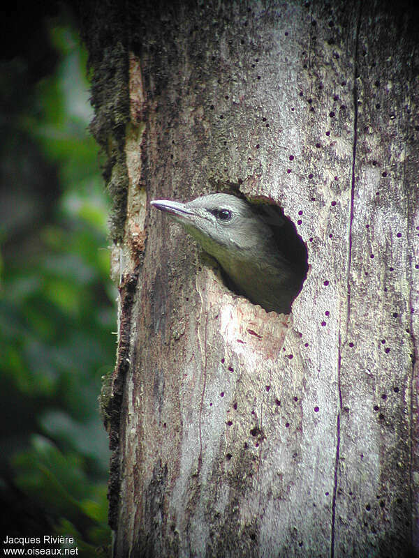 Pic cendré femelle juvénile, identification, Nidification