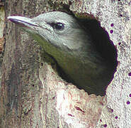 Grey-headed Woodpecker