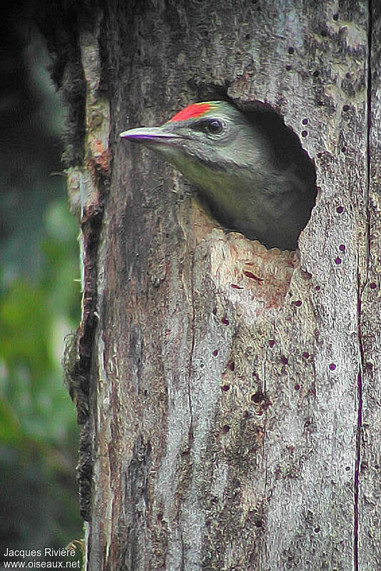 Grey-headed Woodpecker male juvenile, close-up portrait, Reproduction-nesting