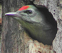 Grey-headed Woodpecker