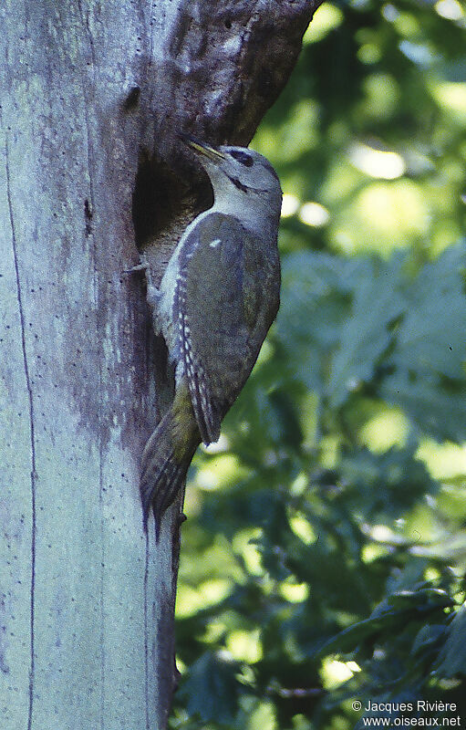 Grey-headed Woodpecker female adult breeding, Reproduction-nesting
