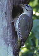 Grey-headed Woodpecker