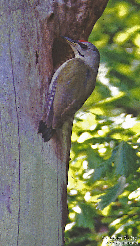 Grey-headed Woodpecker male adult breeding, Reproduction-nesting