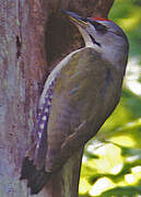 Grey-headed Woodpecker