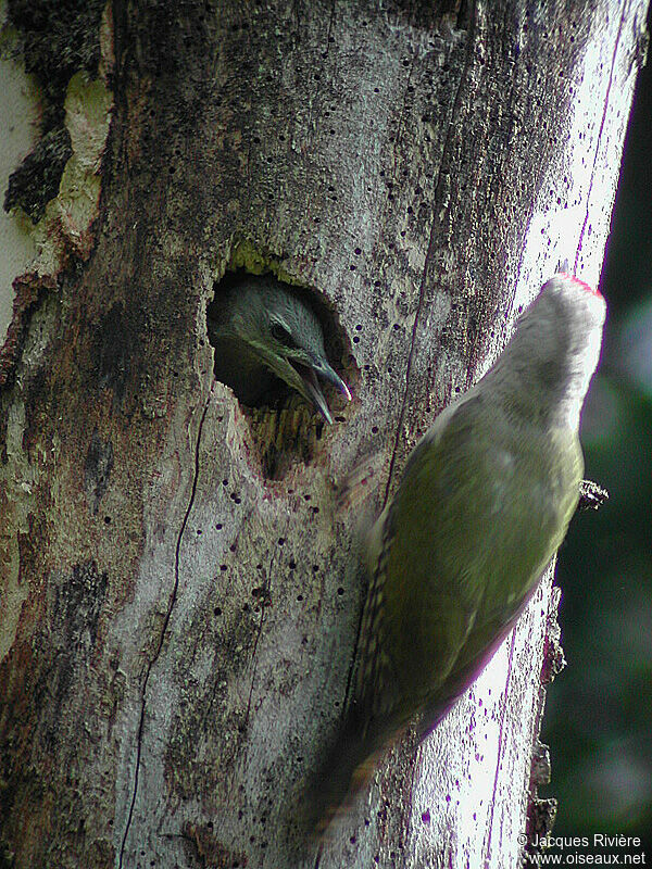 Grey-headed Woodpecker male adult breeding, Reproduction-nesting