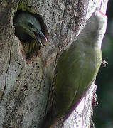 Grey-headed Woodpecker