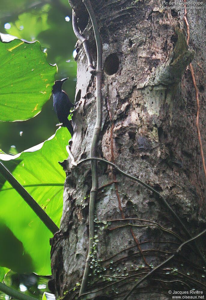 Pic de la Guadeloupeadulte, identification, Nidification