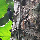Pic de la Guadeloupe