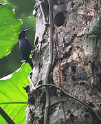 Guadeloupe Woodpecker