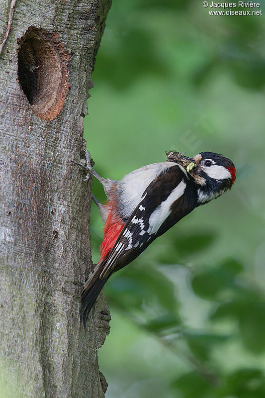 Great Spotted Woodpecker male adult breeding, Reproduction-nesting