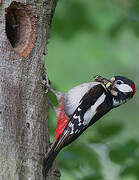 Great Spotted Woodpecker