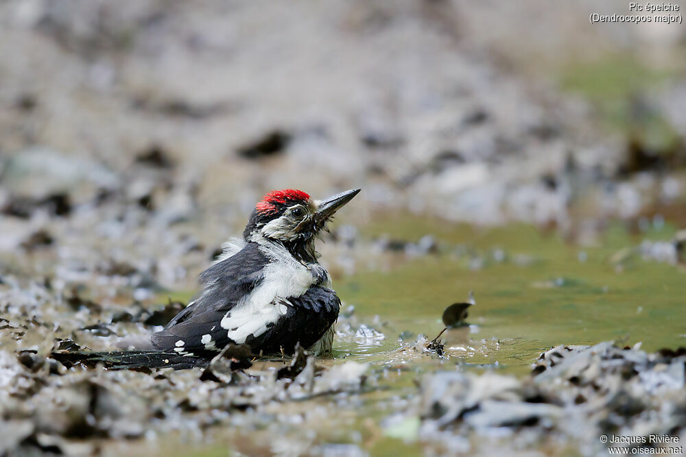 Great Spotted Woodpeckerjuvenile, care