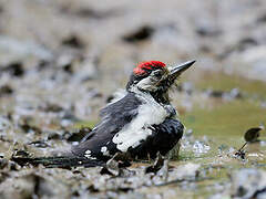 Great Spotted Woodpecker