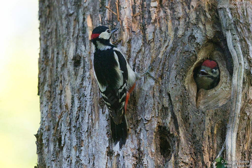 Pic épeiche mâle adulte nuptial, identification, Nidification