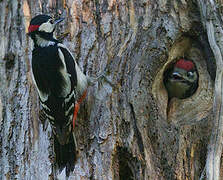 Great Spotted Woodpecker