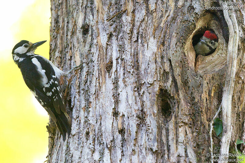 Great Spotted Woodpecker female adult breeding, identification, Reproduction-nesting